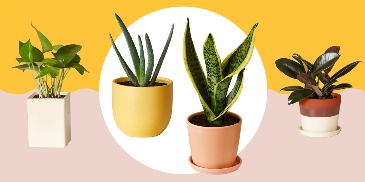 3 Best Places to Buy Indoor Plants Online