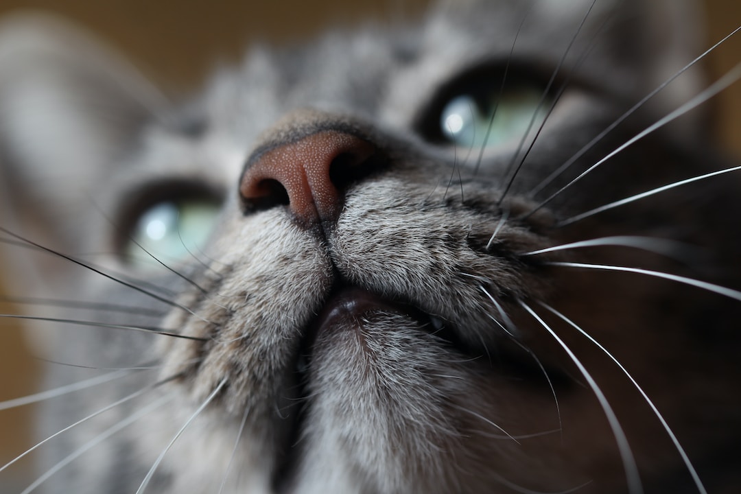 A cat's face close up with prominent whiskers to represent the other name for a box plot: whisker plot.
