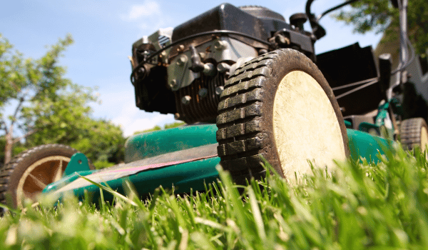 tThe Best Alternatives to Traditional Lawn Care